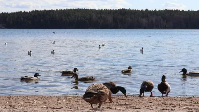 Ducks swimming at a lake. Near the Baltic sea, Stockholm, Sweden, Europe.