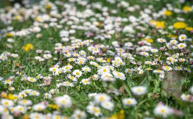 field of daisies