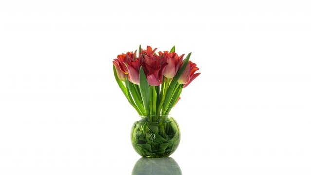 Beautiful red tulip flowers background. Beautiful bouquet of Red tulips on a white background. Timelapse of red tulip flowers opening. Springtime. Mother's day, Holiday, Love, birthday, Easter backgro