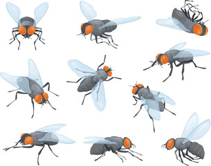 Houseflies. House flies, domestic fly insects, housefly fly-in and fly-out or sit on wall, insect head with proboscis, tiny bug wings body pests isolated neat vector illustration