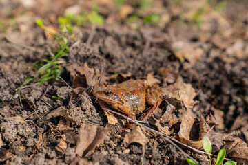 Brown simple pond frog in countryside