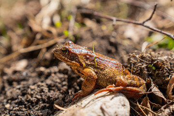 Brown pond house frog in the wild