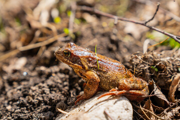 Brown grass pond frog in with wet skin surface and brown earth background