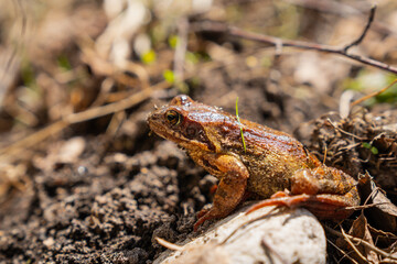 Brown frog on the ground close up