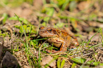 Green pond frog in Countryside