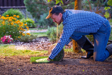 Natural Grass Turf Professional Installer. Gardener Installing Natural Grass Turfs Creating Beautiful Lawn Field.