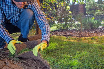 Landscape Gardener Laying Turf For New Lawn in the garden