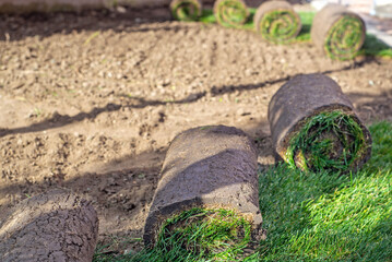 Stack of turf grass for lawn. roll of sod, turf grass roll.