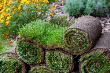 Roll of fresh sod grass planted on a newly landscaped lawn
