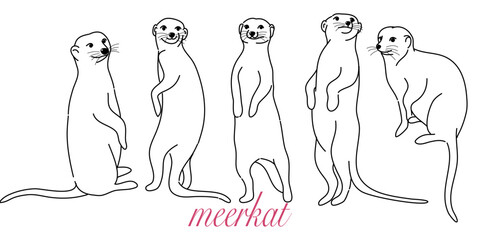 doodle style hand drawn, The vector set of cartoon meerkat in many poses