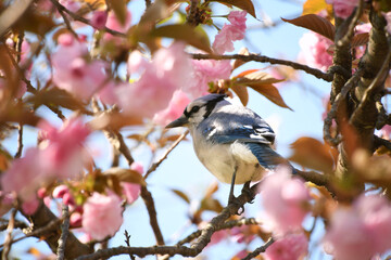 Eastern Blue Jay bluejay in a Yaezakura, double flowered, cherry tree. 