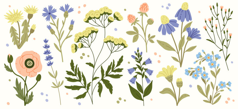 Wildflowers And Leaves Flat Illustrations Set. Spring Flowers Blossom. Cornflower, Poppy, Clover