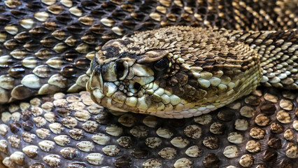 Obraz premium close-up portrait of a rattle snake showing details of its scales