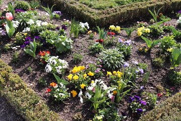 Bumenbeet. Frühlingsblumen.