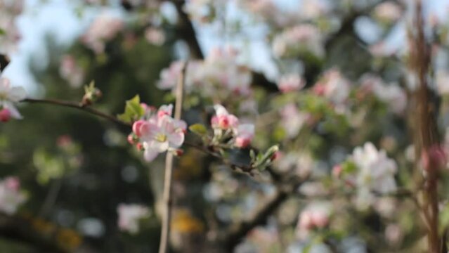 Camera zooming in and focusing on a blossoming spring tree.