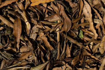 A layer of dry, crinkled leaves blanket the ground in this autumnal scene. The textured and muted backdrop creates a rustic and earthy atmosphere, evoking a sense of change and transition as the leave