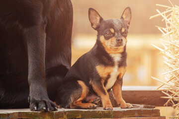 Chihuahua tricolor next to a big dog. Animals, pet.