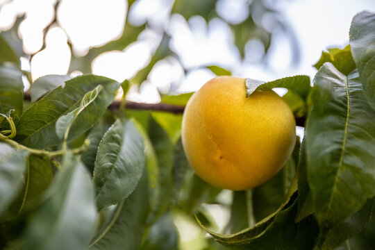 Unripe yellow peach close-up photo on the tree branch, organic fruit farming and cultivation, summer period