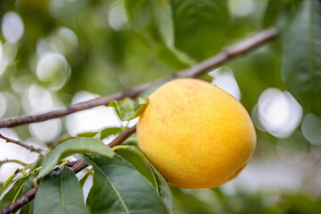 Unripe yellow peach close-up photo on the tree branch, organic fruit farming and cultivation,...
