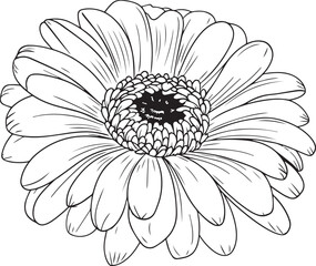 Gerberas flower silhouette vector illustration , SVG
