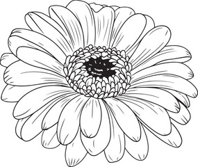 Gerberas flower silhouette vector illustration , SVG