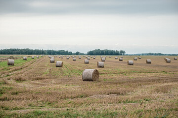 Ready for winter! Big bales of cut hay in a big field. In the background, a forest and a gray, cloudy sky. Copy space. Background for quotes