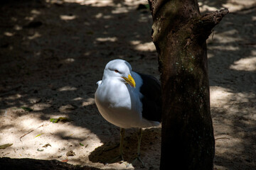 Kelp Gull (Larus dominicanus)