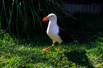 Pacific Gull (Larus pacificus)