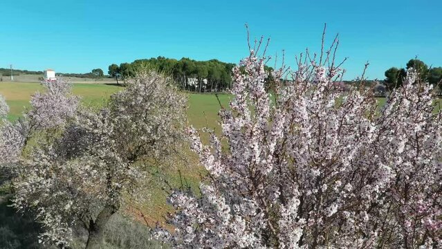 Aerial view of almond trees in bloom.