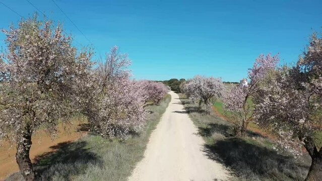 Aerial view of a drone flying over a road between almond blossom trees.