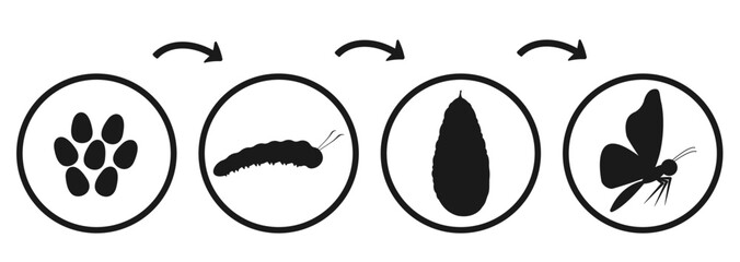 Butterfly development cycle. Silhouette infographic of caterpillar emergence and transformation. Transformation of insect pupa - obrazy, fototapety, plakaty