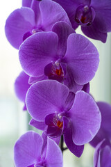 Naklejka na ściany i meble A close up of a purple orchid flower
