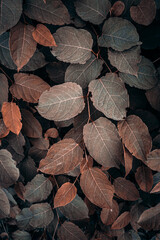 brown japanese knotweed plant leaves in autumn season, brown background
