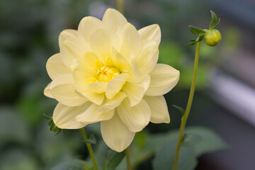Fototapeta premium Beautiful yellow dahlia in a garden. Iceland