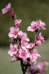 Fleurs de pêcher arbuste fruitier