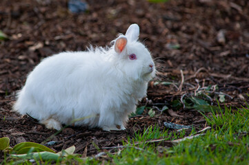 Pet rabbit walking in a square in the city