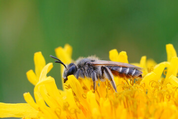 Closeup on a female red-bellied miner solitary bee, Andrena ventralis sitting on a yellow dandelion...