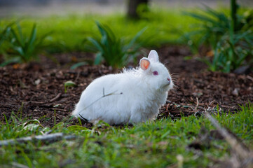Pet rabbit walking in a square in the city