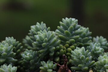 Close-up view of a green succulent plant with water drops in the leaves
