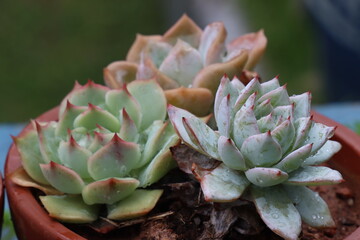 Close-up view of a green succulent plant with water drops in the leaves