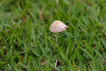 Isolated wild mushroom in a green grass. Close up os a mushroom with copy space 