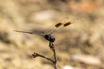 Close-up Four-spotted pennant dragonfly on twig