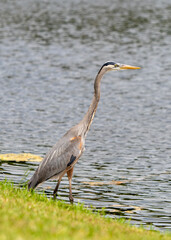 Great Blue Heron near pond