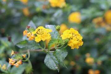 Lantana camara &lsquo;Yellow Trailing&rsquo; Flowers. Close up of a Lantana yellow flower