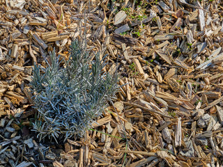 Aromas of nature: the beauty of rosemary in its natural state. Salvia rosmarinus