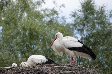 Stork in the nest on the roof