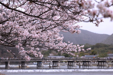 渡月橋を背景にした満開の桜