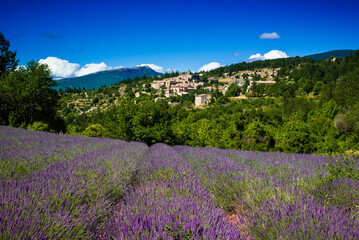 Lavender field in front of the village of Aurel