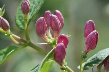Closeup on the emerging red flowers of the Tatarian honeysuckle shrub, Lonicera tatarica