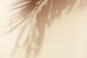 Palm leaf shadow on a beige wall. Minimal summer exotic concept with copy space